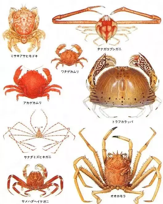 日本爱情旅馆“禁止带螃蟹”，另网友脑洞大开…