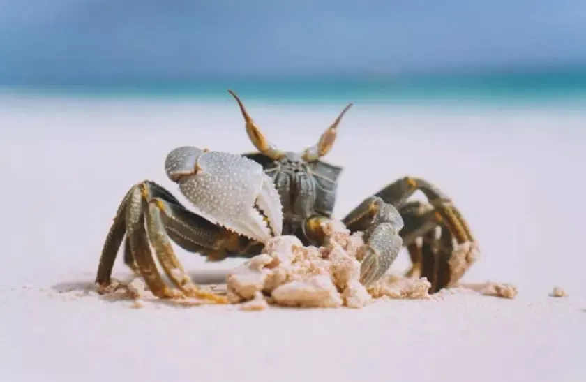 日本爱情旅馆“禁止带螃蟹”，另网友脑洞大开…