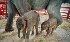 一声巨响  36岁亚洲象生下罕见“龙凤胎”象宝宝