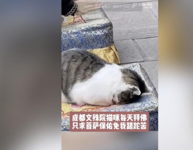 成都文殊院网红猫遭施暴 中国民间戾气升温