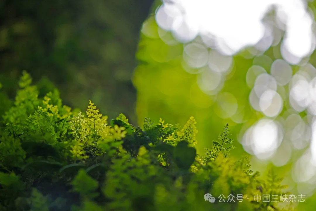 前方高能！哀牢山，有妖气