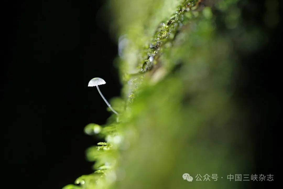 前方高能！哀牢山，有妖气