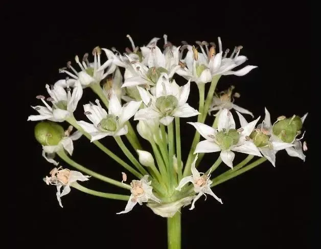 山韭、野韭、韭的花(图片来源:作者、galasearch、plants of the world online)