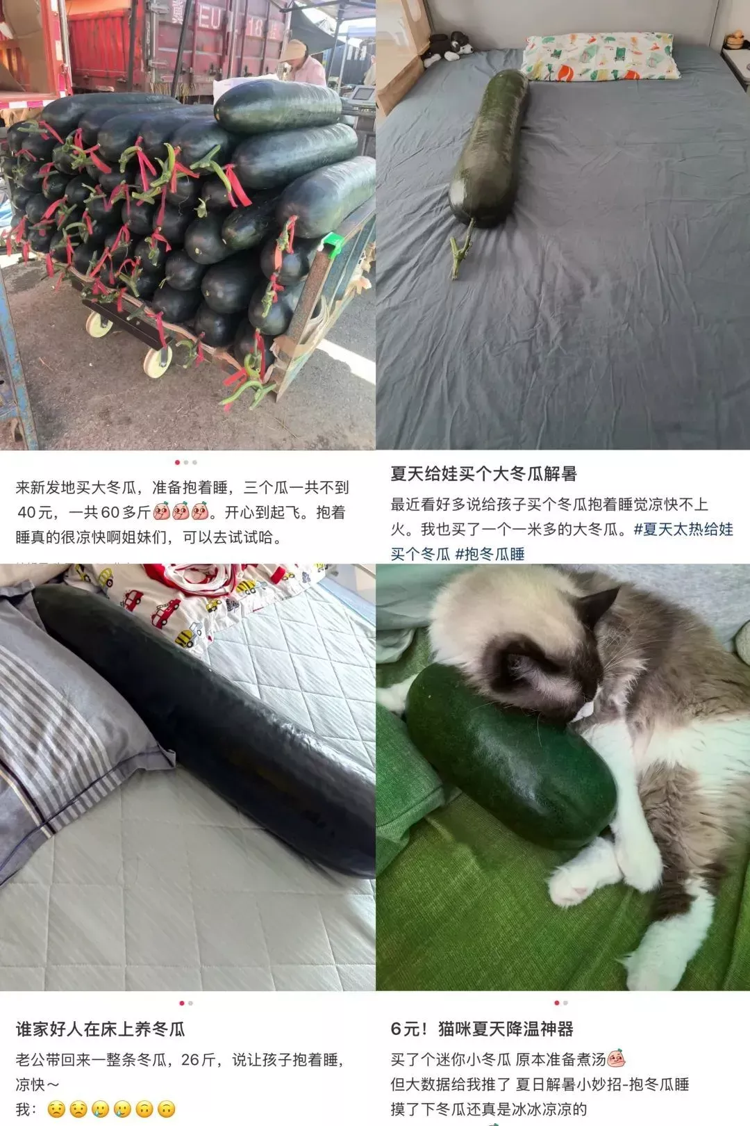 一夜之间，全国网友都在“抱冬瓜睡觉”，咋回事？