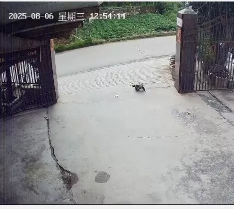 养了三十多年的鳄龟被司机抱走，主人恳求“不要杀它”