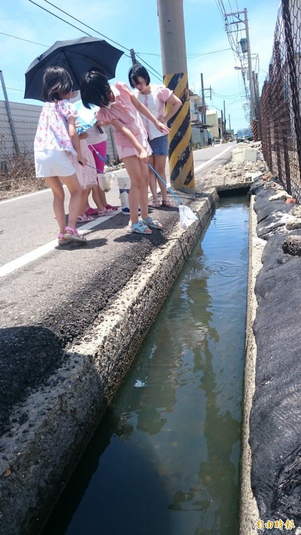 学童在排水沟旁就可观察到倒立水母。(记者洪臣宏摄) 学童在排水沟旁就可观察到倒立水母。(记者洪臣宏摄)
