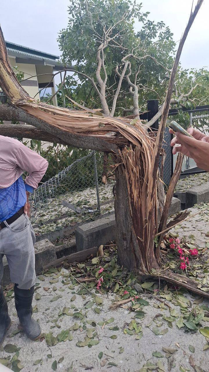 榴弹撞断一棵树。（民众提供）