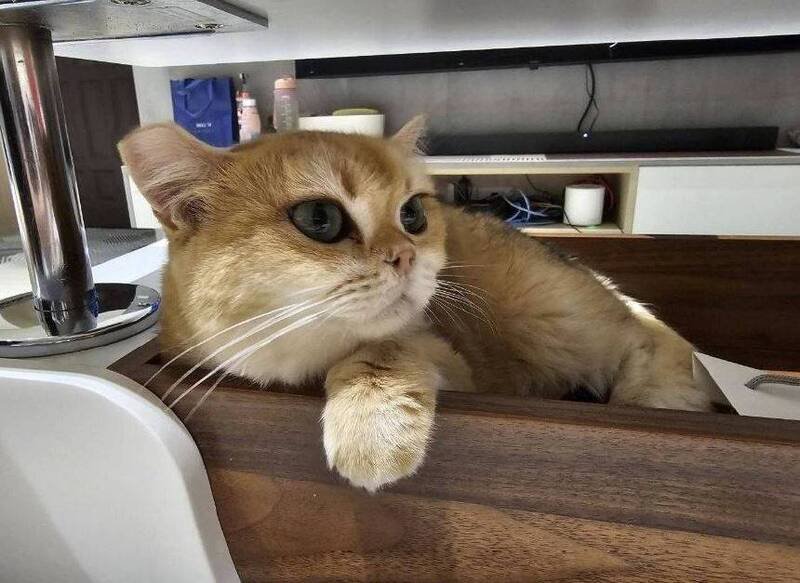 猫咪已被认养。（行政执行署嘉义分署提供）