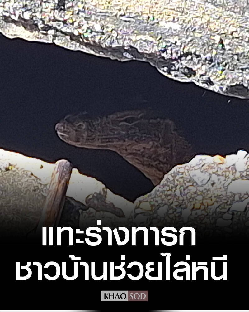 泰国北部惊传一起巨蜥啃食婴儿尸体的惨忍案件。（图撷取自@KhaosodOnline社群平台「X」）