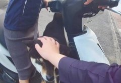 黑柴「旺宝」扯断绳落跑逛大街 暖警助平安返家