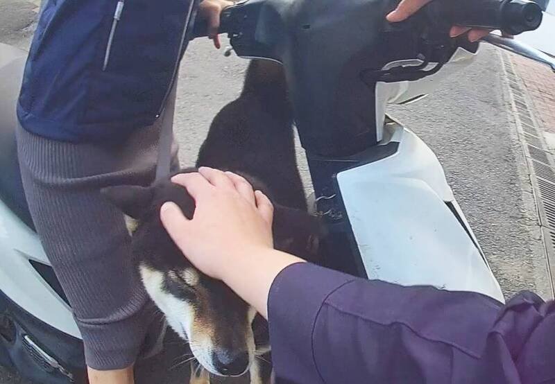 黑色柴犬「旺宝」走失，警方协助找到主人。（图由警方提供）