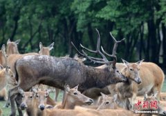 江苏一饭店被指卖麋鹿肉：老板被拘 养殖场被罚16万