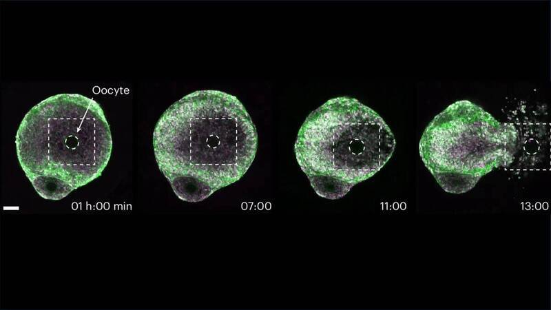 借由这项新方法，研究人员得以连续观察排卵过程。（图撷取自Nature Cell Biology）