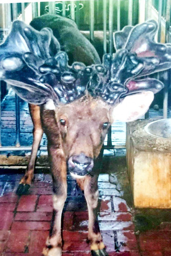 
A Formosan sambar deer whose velvet antlers weighed 16.2kg is pictured in Tainan yesterday.
Photo: CNA, Chang Jung-hui