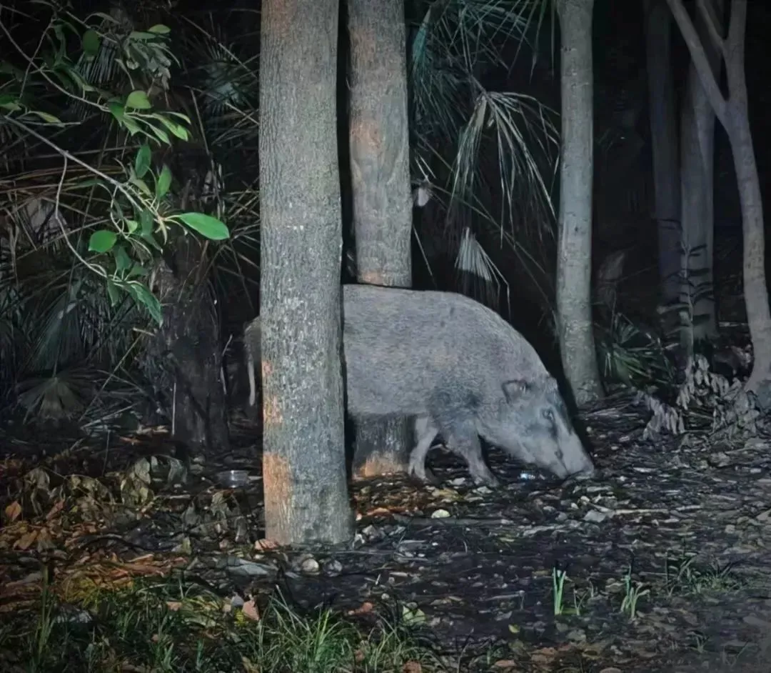 南京的野猪逼停火车，闯出大祸之后