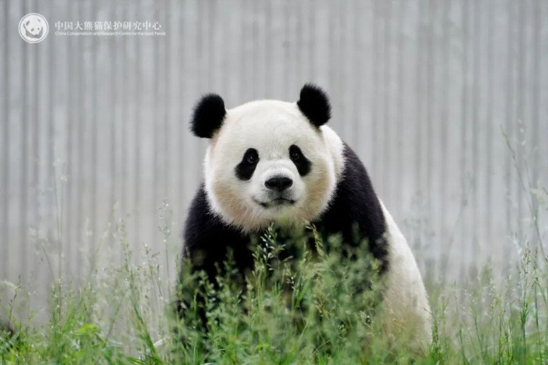 中国大熊猫宝力。 图：取自 中国大熊猫保护研究中心