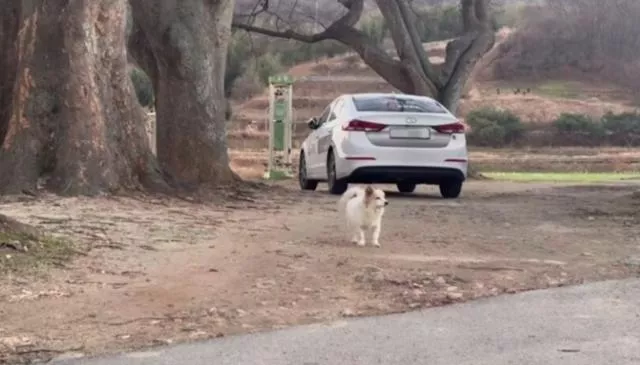 主人空难亡!爱犬孤单徘徊身影曝光,动物团体接手照顾