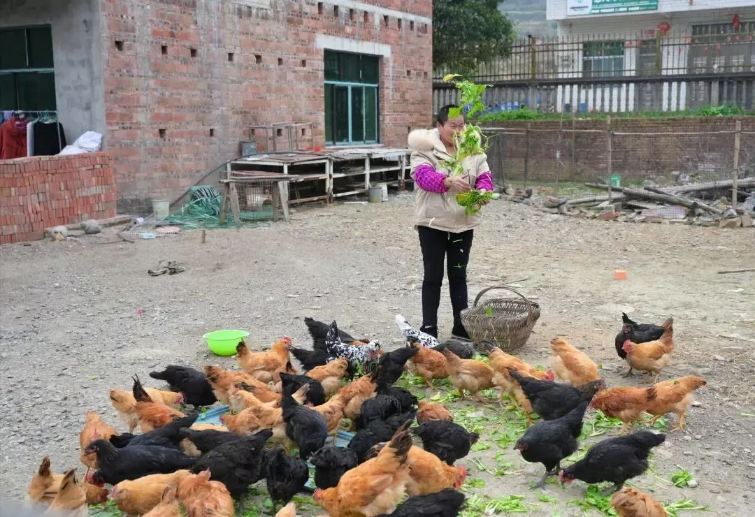 △李海玉在给鸡喂食。记者吴琳红摄