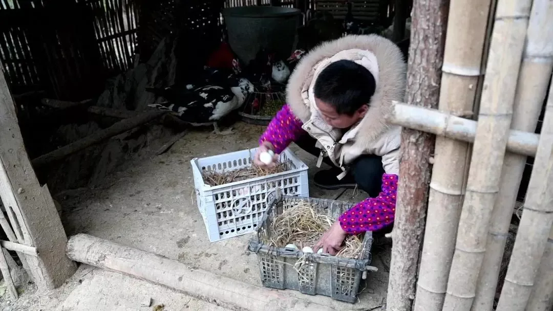 △李海玉在鸡舍里捡了一窝蛋。记者 吴琳红 摄