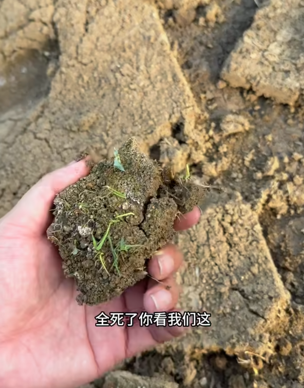 秧苗浇灌污水后死亡。(图撷自bilibili) 秧苗浇灌污水后死亡。(图撷自bilibili)