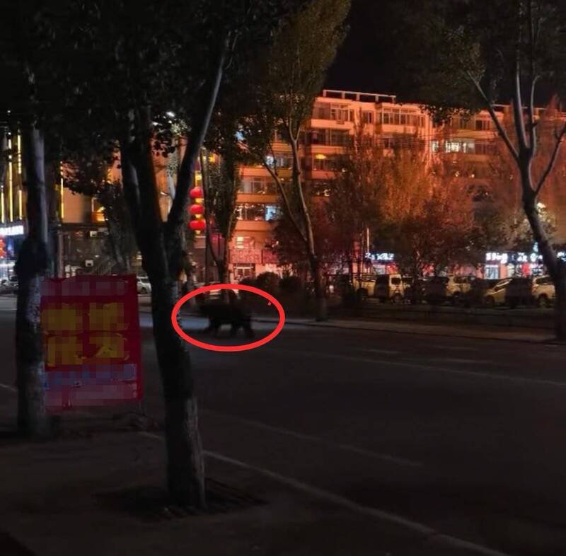 中国黑龙江省宝清县市区街道上惊见1只大黑熊。(图撷取自极目新闻)
中国黑龙江省宝清县市区街道上惊见1只大黑熊。(图撷取自极目新闻)
