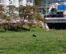 日本熊出没不断! 盛冈市住宅区现熊踪 秋田县市区3头熊遭击毙