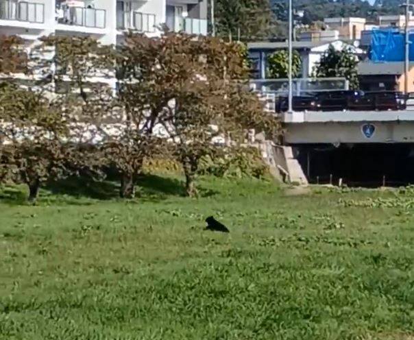 熊逃向岩手县盛冈市中心住宅区。(图撷自X) 熊逃向岩手县盛冈市中心住宅区。(图撷自X)
