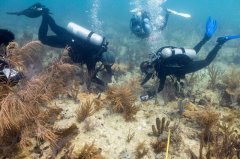 创纪录海洋热浪!佛罗里达重要珊瑚物种「功能性灭绝」