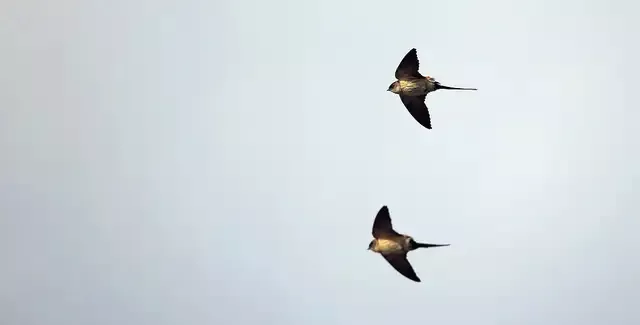 东北的燕子,真是冻死的?