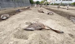 饲养鸡鸭暴毙怀疑邻居肇祸提告  饲主少一动作败诉