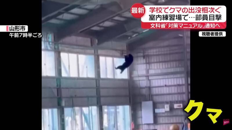 位于山形县山形市的东海大学山形高中，昨日传出校内体育馆被一头亚洲黑熊闯入。（图撷取自「日テレNEWS」YouTube）