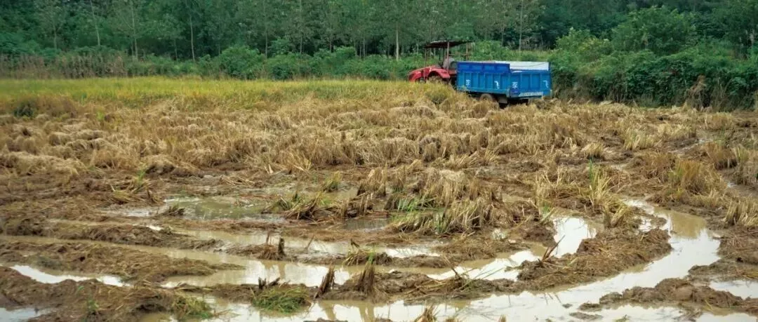 抗旱抢回来的玉米,倒在秋雨连绵的地里