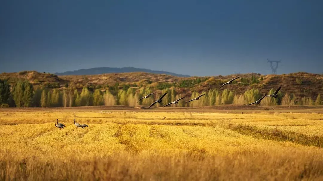 最懂松弛的北京中产,在内蒙玩得太“土”了