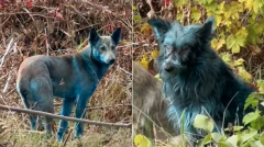 切尔诺贝利惊现“蓝狗” 辐射造成？专家曝真相