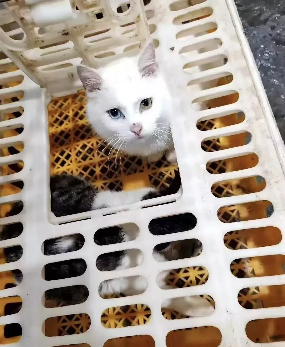 ▲私房菜商家朋友圈发布的活猫照片