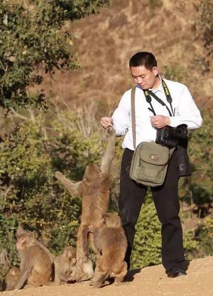 已习惯被喂食的猴子们，遇到路人便上前讨食。（图撷自网路）
