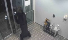 日本秋田山区惊见女尸 脸部严重受伤疑遭熊袭身亡