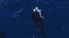 科学家首度直击!虎鲸猎杀大白鲨 竟用「瘫痪技」活体摘肝