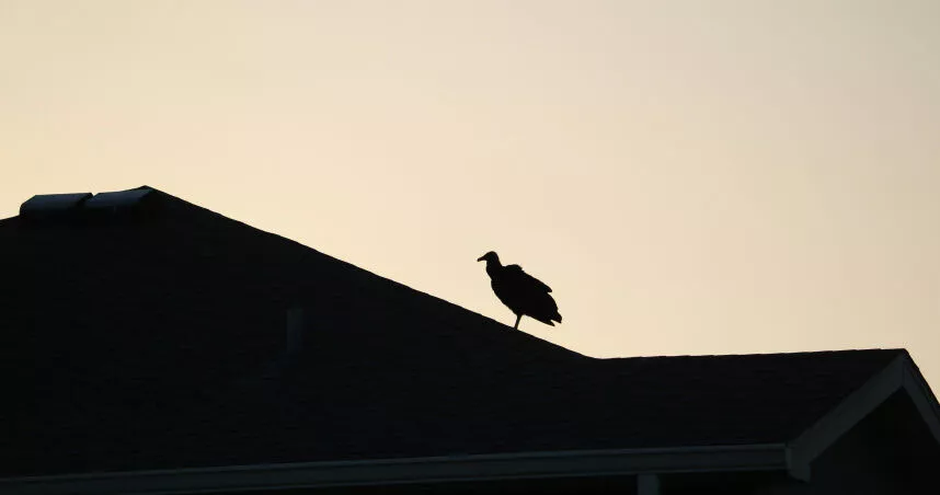 气候变迁!美黑秃鹰北迁"牧场惨遭袭",小牛活生生被吃掉