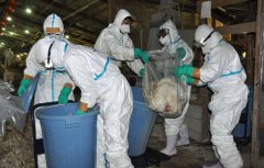 日本禽流感从北海道扩散!新潟养鸡场将扑杀63万只