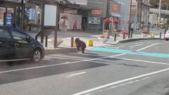 赴日注意!自驾遇熊出没怎么办?《NHK》应对教学︰千万别按喇叭