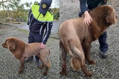 吓坏人！爱尔兰小镇「狮子出没」 真相曝光众人笑喷