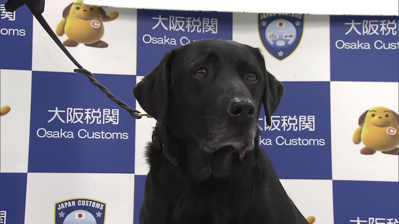 即将在今年年底退休的缉毒犬石英，今年9月成功协助关西机场破获一起毒品走私案。（图撷取自YouTube）