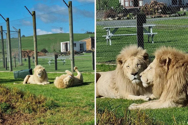 图为纽西兰卡莫野生动物保护区的狮子。在潜在买家出现后，园方已暂缓对园内剩余5头狮子的安乐死计划。（图：Kamo Wildlife Sanctuary）