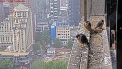 游隼实境秀!偷情、空中打斗高潮迭起  澳洲万人追看