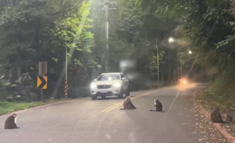 礁溪警方获报驱车前往救援，在往五峰旗的山路上，竟遇到猴群占据道路，员警灵机一动呜笛趋赶，所幸顺利到达救援现场。（民众提供）
