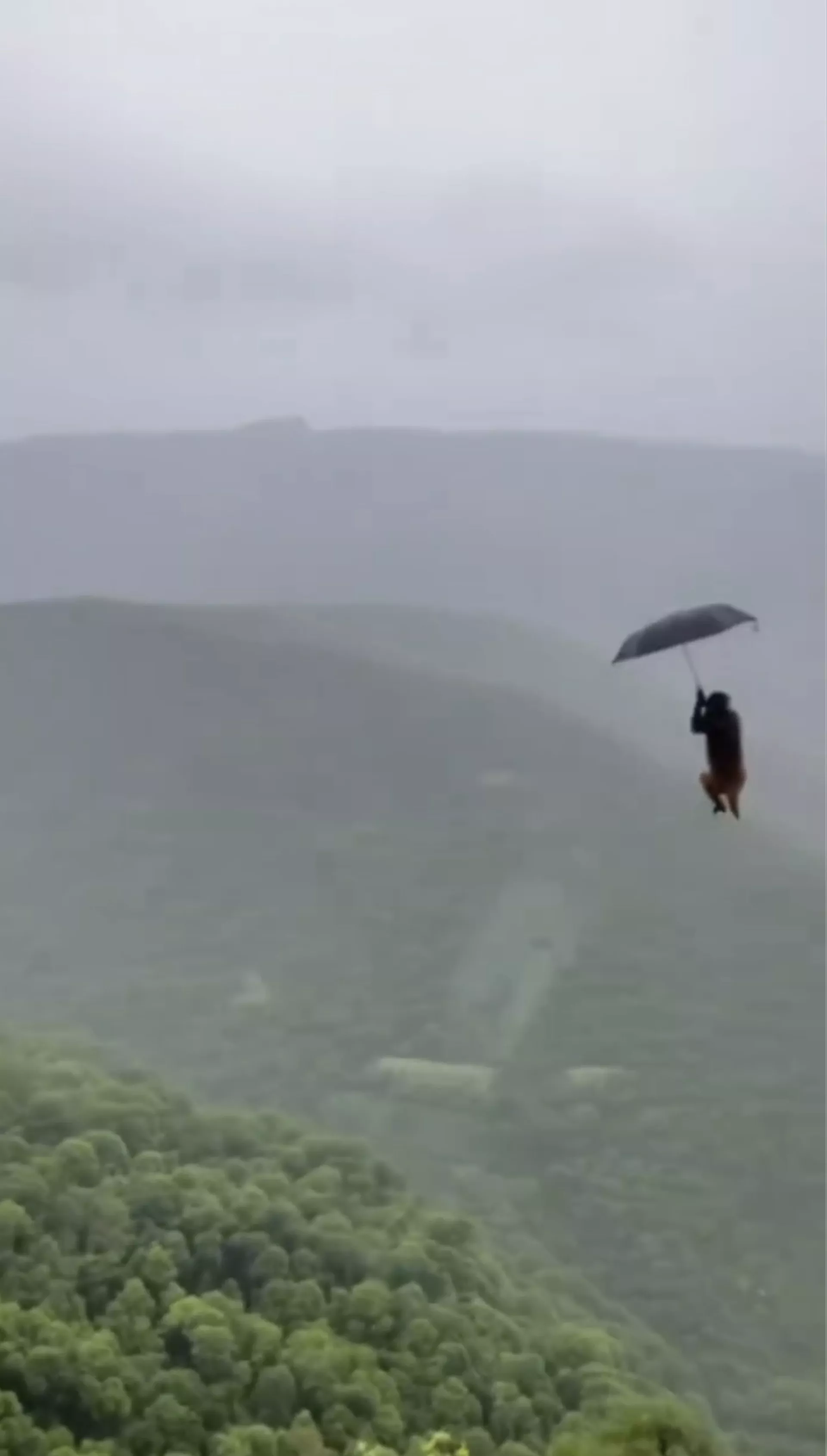 网传视频有行山男撑伞时，被1隻猴子抢去雨伞当降落伞。（视频截图）