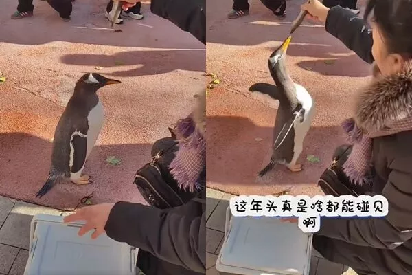 哈尔滨女子社区中庭“遛企鹅” 居民看傻围观