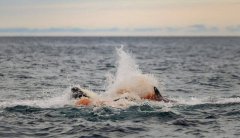 记录历史性瞬间！挪威团队全球首次拍下野生虎鲸分娩