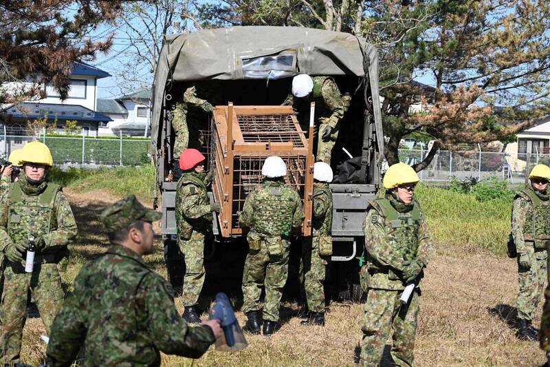 日本山形县酒田市1处神社附近有3熊出没，当局决定开枪射杀。图为应对熊害的自卫队。（美联社）